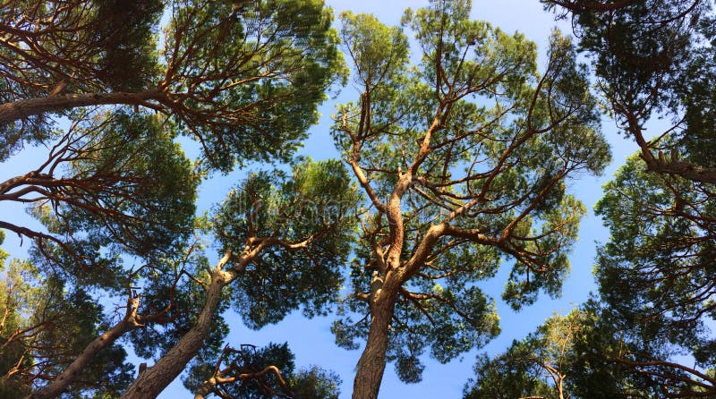 Panoramic view of Pines crown with clear crown shyness stock photo