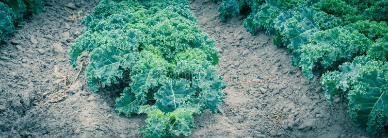 Panoramic view row of green curly kale growing on hill at farm in Washington, America