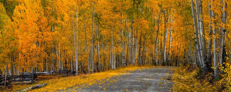 Scenic drive through colorful Aspen trees