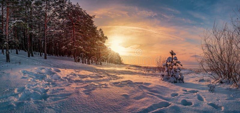 Panoramic view of sunset over winter landscape with covered in snow pine and fir trees against dramatic evening light. Snowy