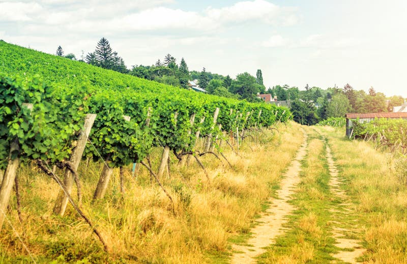 Panoramic View of Vineyards in Austria Vienna Stock Photo Image of