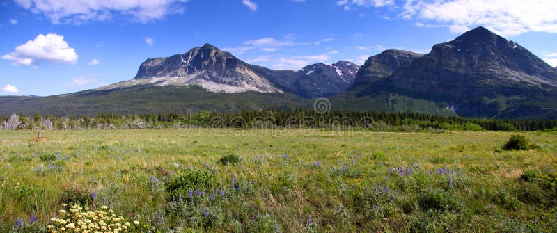 Wild flowers in Montana