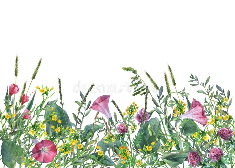Panoramic view of wild meadow flowers and grass on white background. royalty free illustration