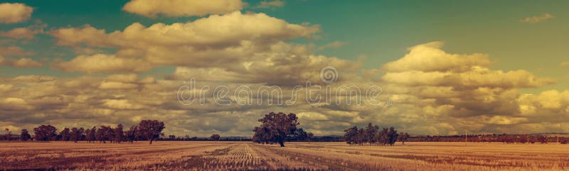 Panoramic winter sunset wheat fields royalty free stock images Panoramic winter sunset wheat fields royalty free stock images