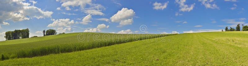 Panoramiczny obrazek z kukurydzanym polem i niebieskim niebem