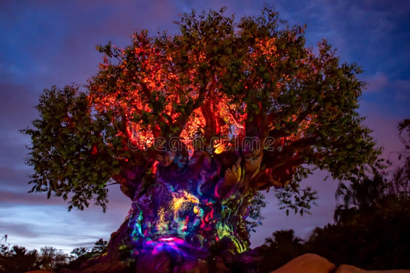 Panoramiczny widok Iluminuję drzewo życie na błękitnym nocy tle przy Zwierzęcym królestwem w Walt Disney World terenie 2 zdjęcie stock