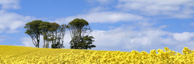 Panoramiczny widok mała kępa drzewa w polu jaskrawi żółci kwiaty Rapeseed Brassica napus zdjęcia stock Panoramiczny widok mała kępa drzewa w polu jaskrawi żółci kwiaty Rapeseed Brassica napus zdjęcia stock