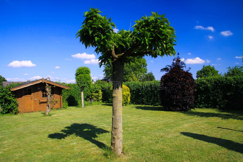 Panoramiczny widok na niemiec ogródzie z zielonym gazonem, płaskim drzewem, bukowym żywopłotem i starą drewnianą budą przeciw nie zdjęcie royalty free Panoramiczny widok na niemiec ogródzie z zielonym gazonem, płaskim drzewem, bukowym żywopłotem i starą drewnianą budą przeciw nie zdjęcie royalty free