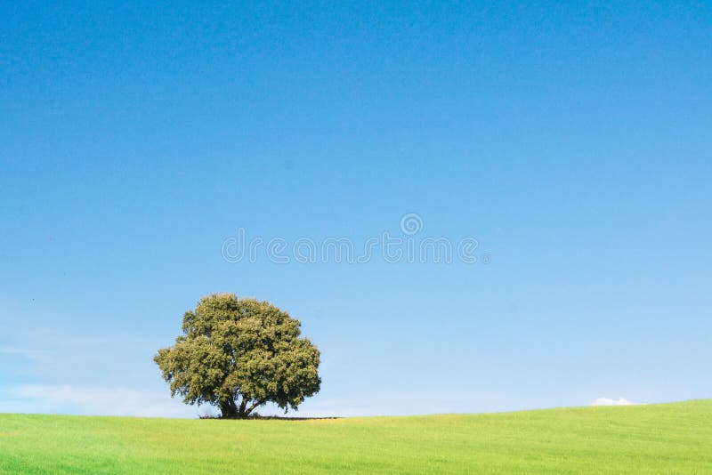 Panoramiczny widok odizolowywaj?cy na zielonym pszenicznym polu holm d?b, pod czystym niebieskim niebem zdjęcie royalty free Panoramiczny widok odizolowywaj?cy na zielonym pszenicznym polu holm d?b, pod czystym niebieskim niebem zdjęcie royalty free