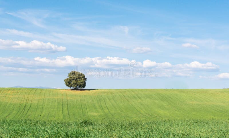 Panoramiczny widok odizolowywający na zielonym pszenicznym polu holm dąb, pod czystym niebieskim niebem zdjęcia stock Panoramiczny widok odizolowywający na zielonym pszenicznym polu holm dąb, pod czystym niebieskim niebem zdjęcia stock