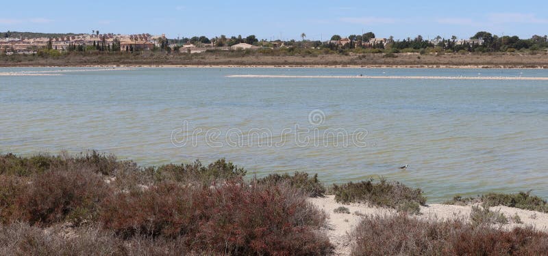 Salinas El Pinet, La Marina, Alicante, Spain, April 10, 2024: Panoramic with different types of birds in the lagoons of the Salinas del Pinet, La Marina, Alicante, Spain. Salinas El Pinet, La Marina, Alicante, Spain, April 10, 2024: Panoramic with different types of birds in the lagoons of the Salinas del Pinet, La Marina, Alicante, Spain