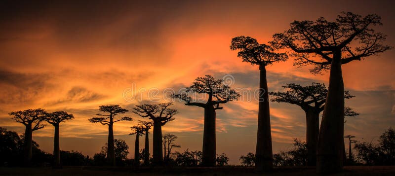 Panoramiczny zmierzch na alei alei baobab lub, Menabe, Madagascar zdjęcia royalty free Panoramiczny zmierzch na alei alei baobab lub, Menabe, Madagascar zdjęcia royalty free