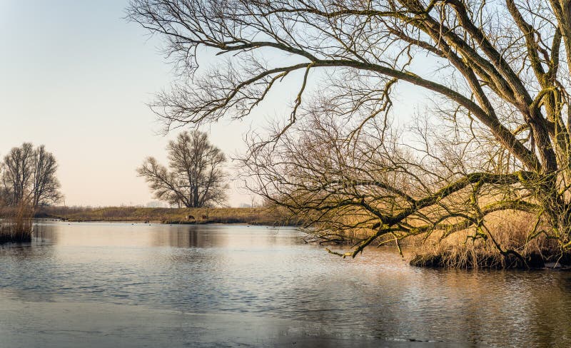 Panoramisch beeld van een naakte boom met onregelmatige takken bij E-D stock afbeeldingen Panoramisch beeld van een naakte boom met onregelmatige takken bij E-D stock afbeeldingen