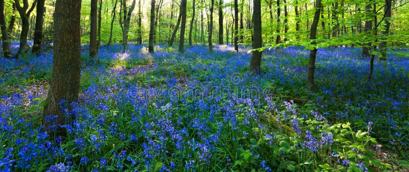 Panoramische Ansicht eines Bluebellholzes lizenzfreie stockfotos Panoramische Ansicht eines Bluebellholzes lizenzfreie stockfotos