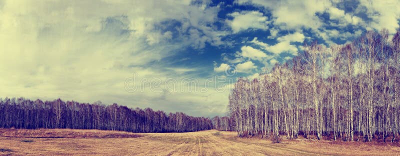 Panoramische Frühlingslandschaft mit Birkenwald lizenzfreie stockfotografie Panoramische Frühlingslandschaft mit Birkenwald lizenzfreie stockfotografie