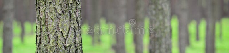 Panoramic picture of spring pine forest (Pinus sylvestris). Pine trunk in front, green forest in background. Selective focus. Western Poland, Europe. Panoramic picture of spring pine forest (Pinus sylvestris). Pine trunk in front, green forest in background. Selective focus. Western Poland, Europe.