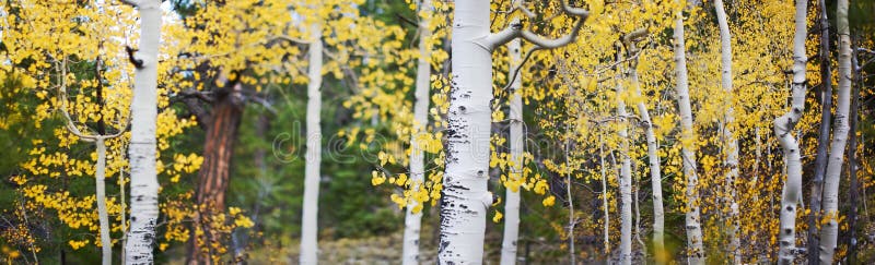 Panoramic photo of aspen trees with yellow leaves in the fall outside in the forest. Panoramic photo of aspen trees with yellow leaves in the fall outside in the forest