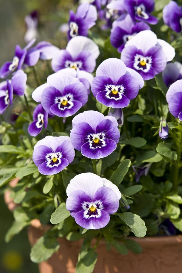 Pansies stock photo. Image of bloom, horticulture, beautiful 10030594