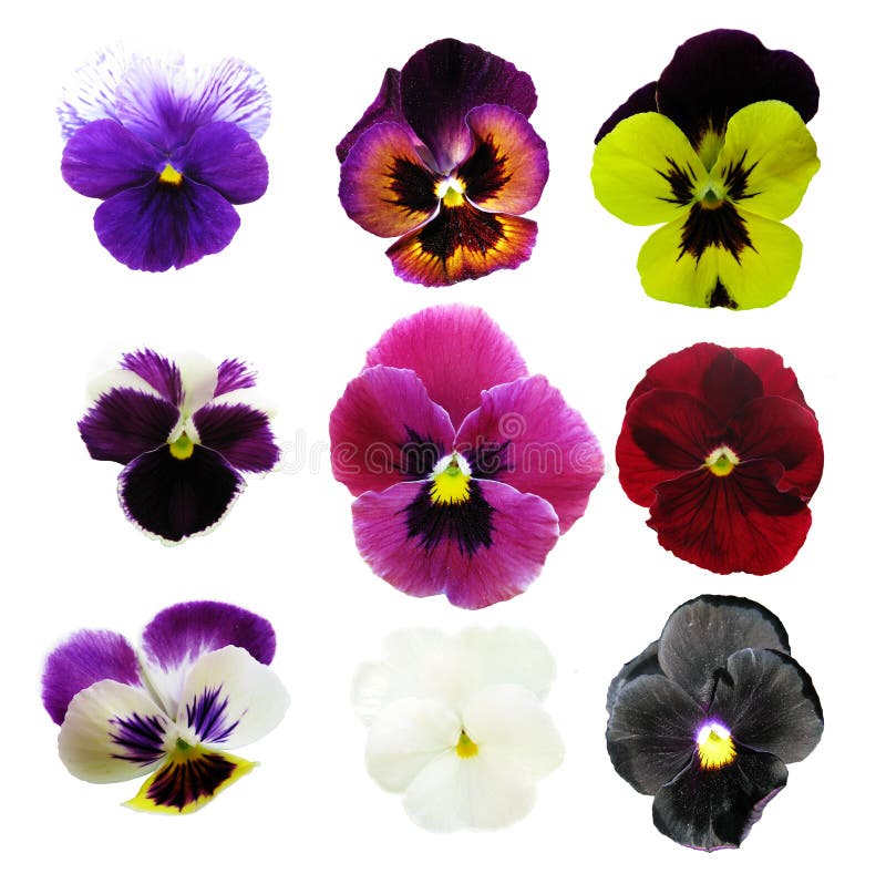 Pansies