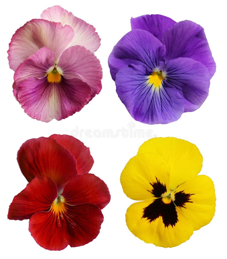 Pansies stock image Pansies stock image