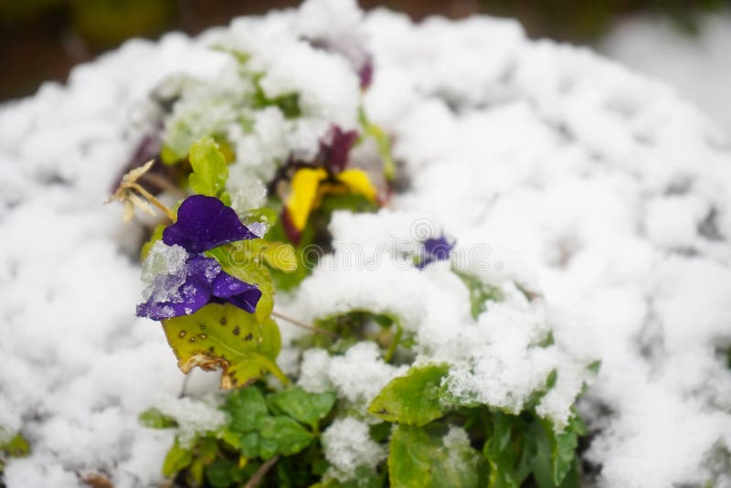 Pansies Covered with Snow. Photo during the Day. Stock Image Image of garden, macro 213082069
