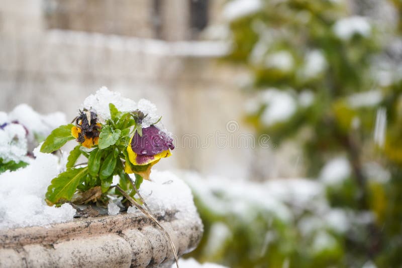 Pansies Covered with Snow. Photo during the Day. Stock Image Image of fresh, crimea 213082077