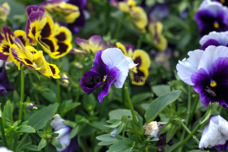 Pansies. Garden flower. stock photo. Image of close, leaf 91214736