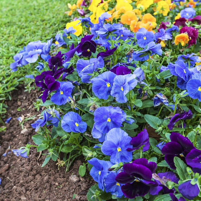 Pansies stock photo. Image of beautiful, flower, leaf - 34935664