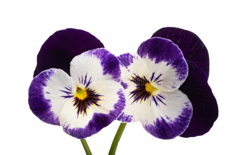 Pansies flower isolated stock image. Image of colorful 256351595