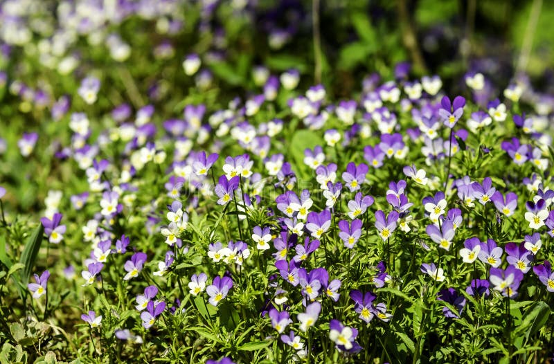 Pansies selvagens, viola tricolor, florescendo em uma rocha imagem de stock Pansies selvagens, viola tricolor, florescendo em uma rocha imagem de stock