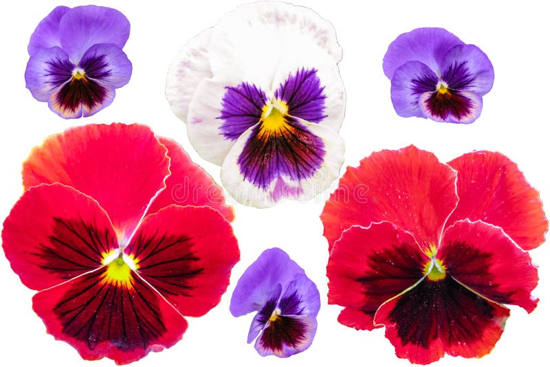Pansies set isolated on white background. Viola tricolor red blue yellow macro closeup