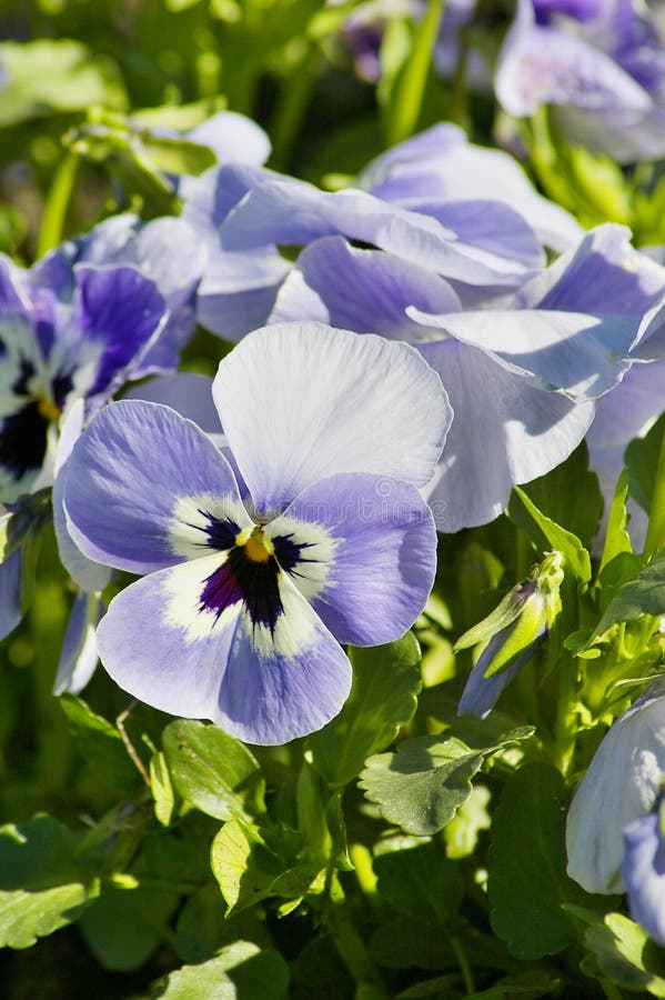 13,911 Pansies Stock Photos Free & RoyaltyFree Stock Photos from