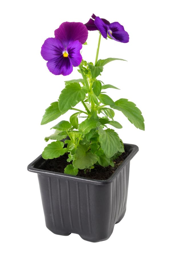 Pansies viola tricolor flower in plastic pot, isolated.