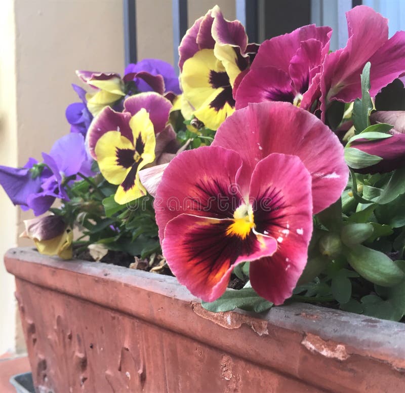 Ανάμεικτο Pansies, λουλούδια Viola Tricolor που αυξάνεται στον κήπο στοκ εικόνα
