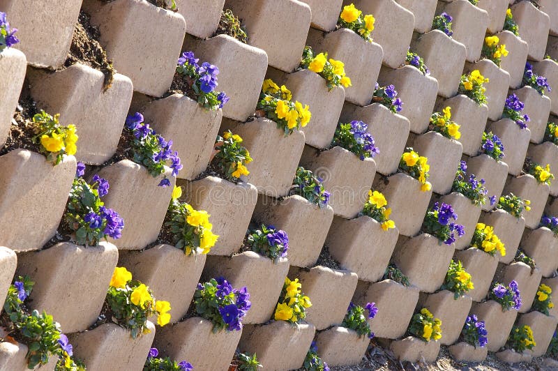 Pansies in a wall