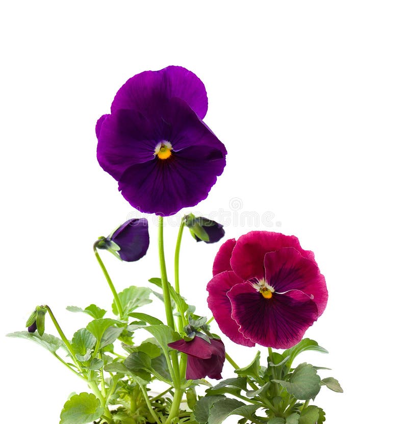 Pansies on a White Background with Space for Text. Top View, Flat Lay