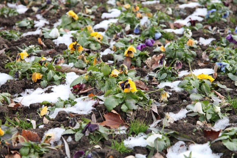 Pansies in winter stock image. Image of growing, blue 82867705