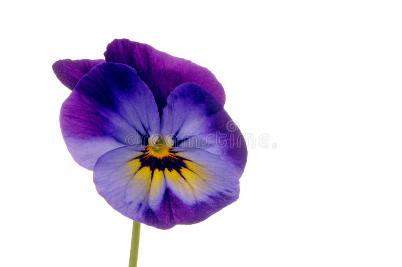 Pansy