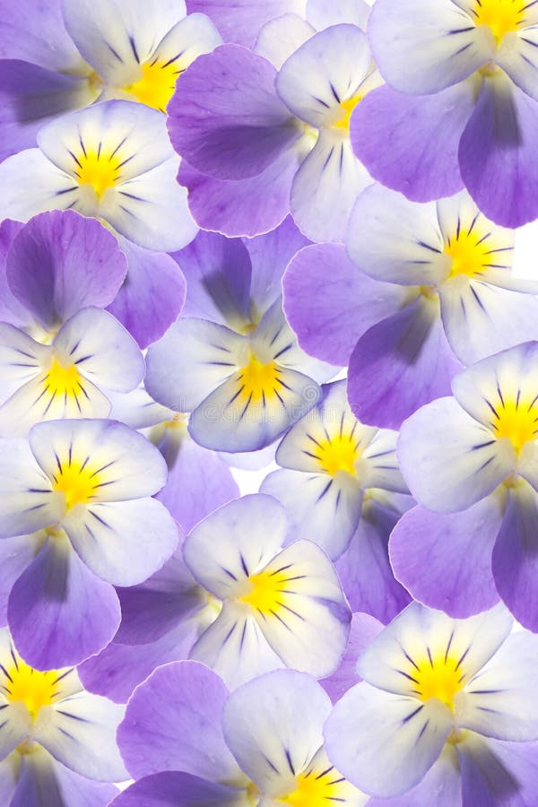 Pansy