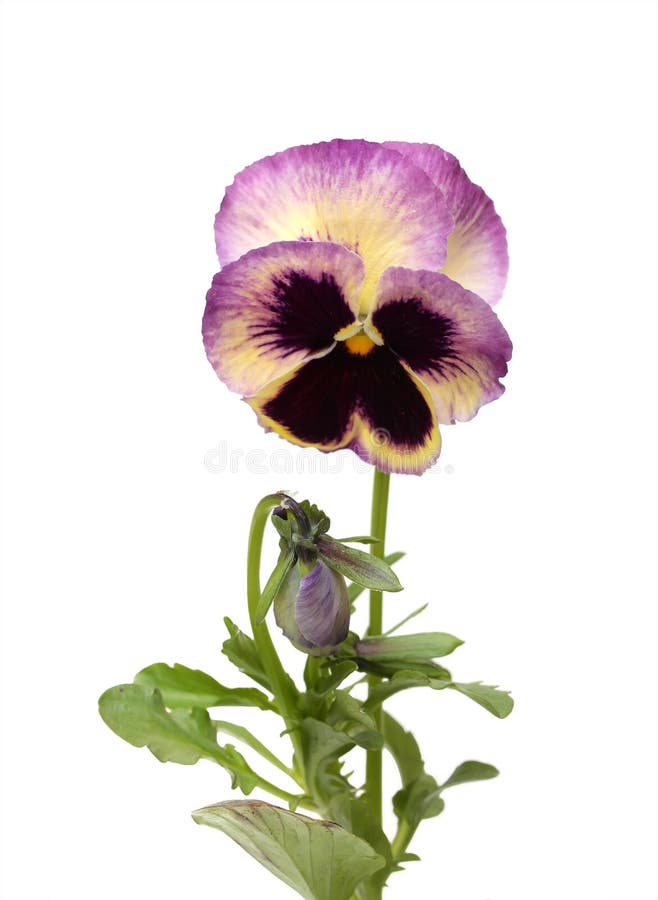 Pansy