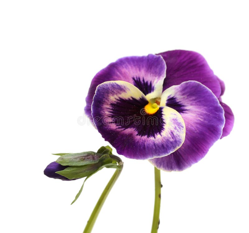 Pansy