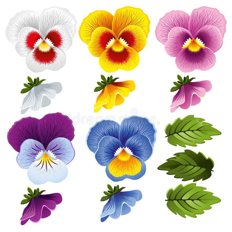 pansy vektor illustrationer pansy vektor illustrationer