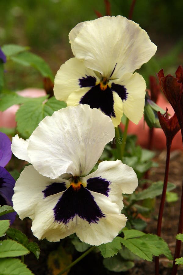 Pansy