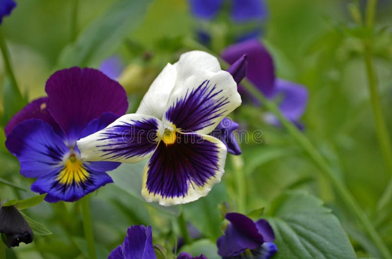 Pansy flowers stock photo. Image of flower, ooty, garden