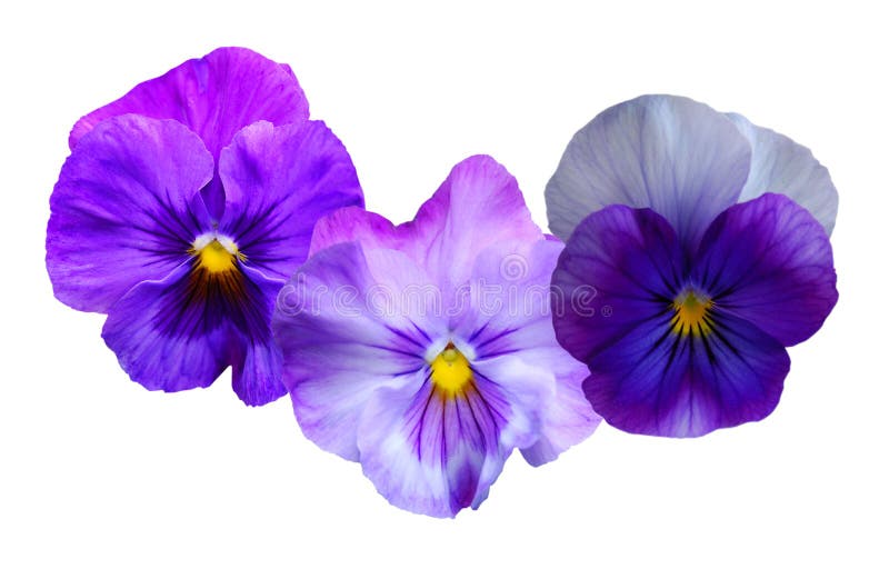 Pansy petals stock photo. Image of violaceae, background 19529680