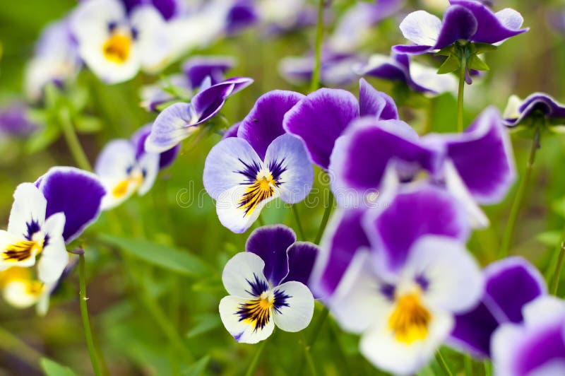 Pansy Flowers photos libres de droits Pansy Flowers photos libres de droits