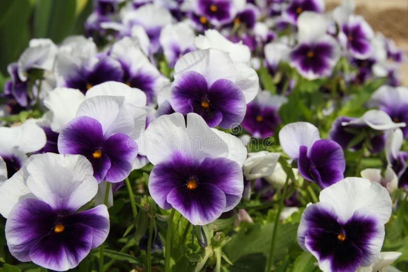 Pansy flowers background