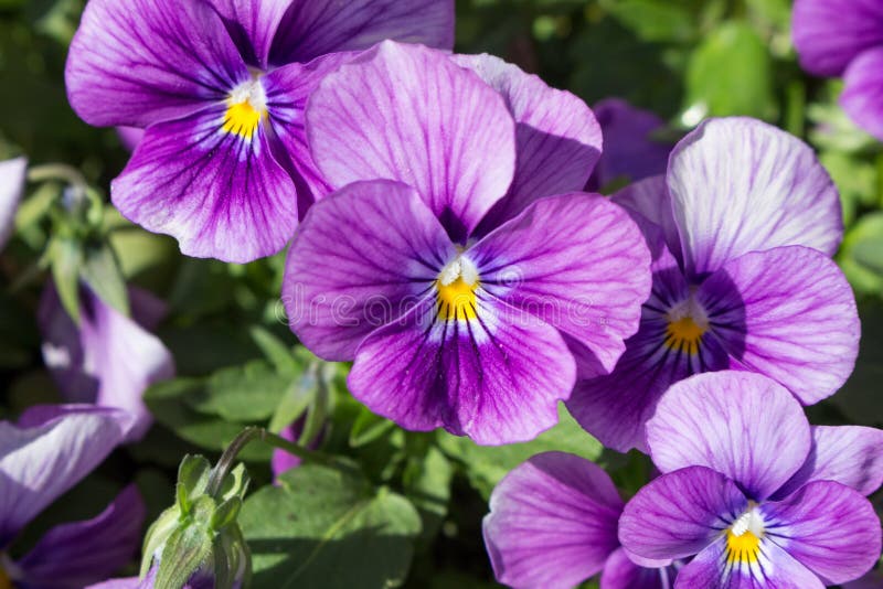 Pansy Flowers Blooming in the Garden stock image Pansy Flowers Blooming in the Garden stock image