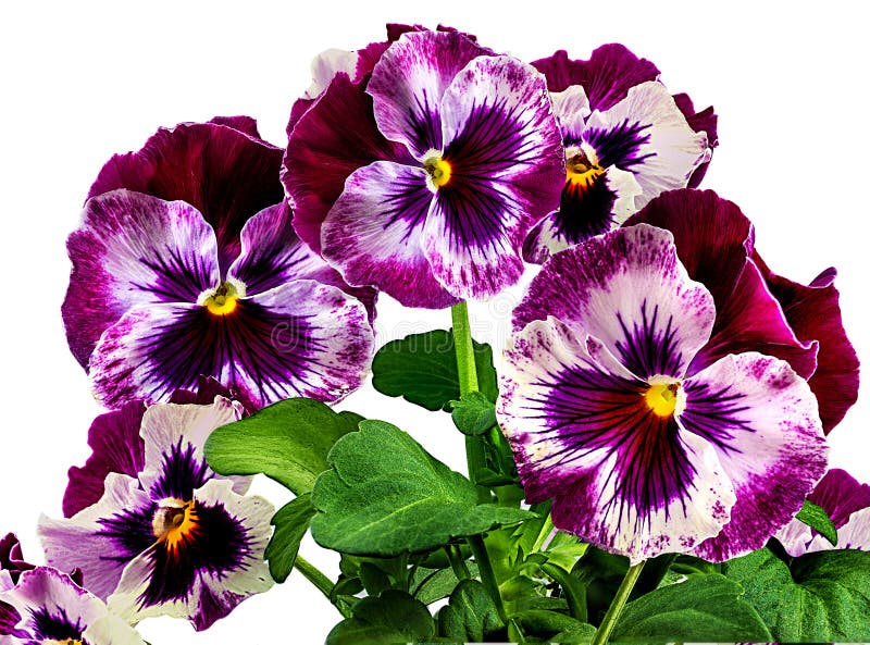 Pansy Flowers Isolated on White Stock Photo - Image of flower, white ...