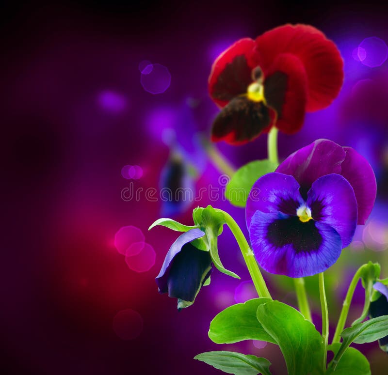 Pansy Flowers over Black